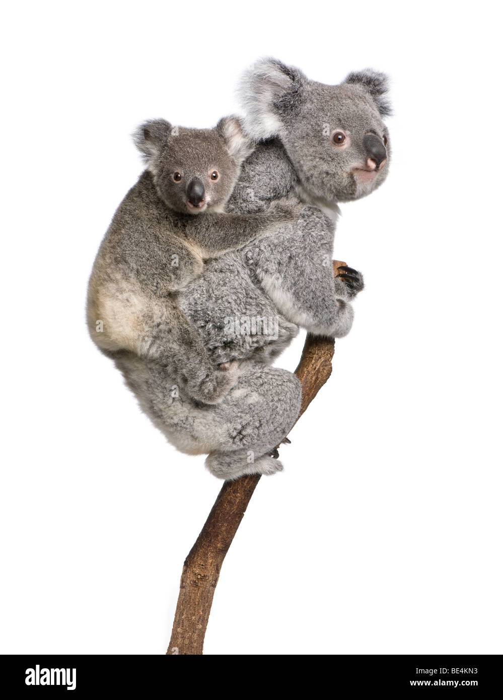 Koalabären Kletterbaum, 4 Jahre und 9 Monate alt, Phascolarctos Cinereus, vor weißem Hintergrund Stockfoto