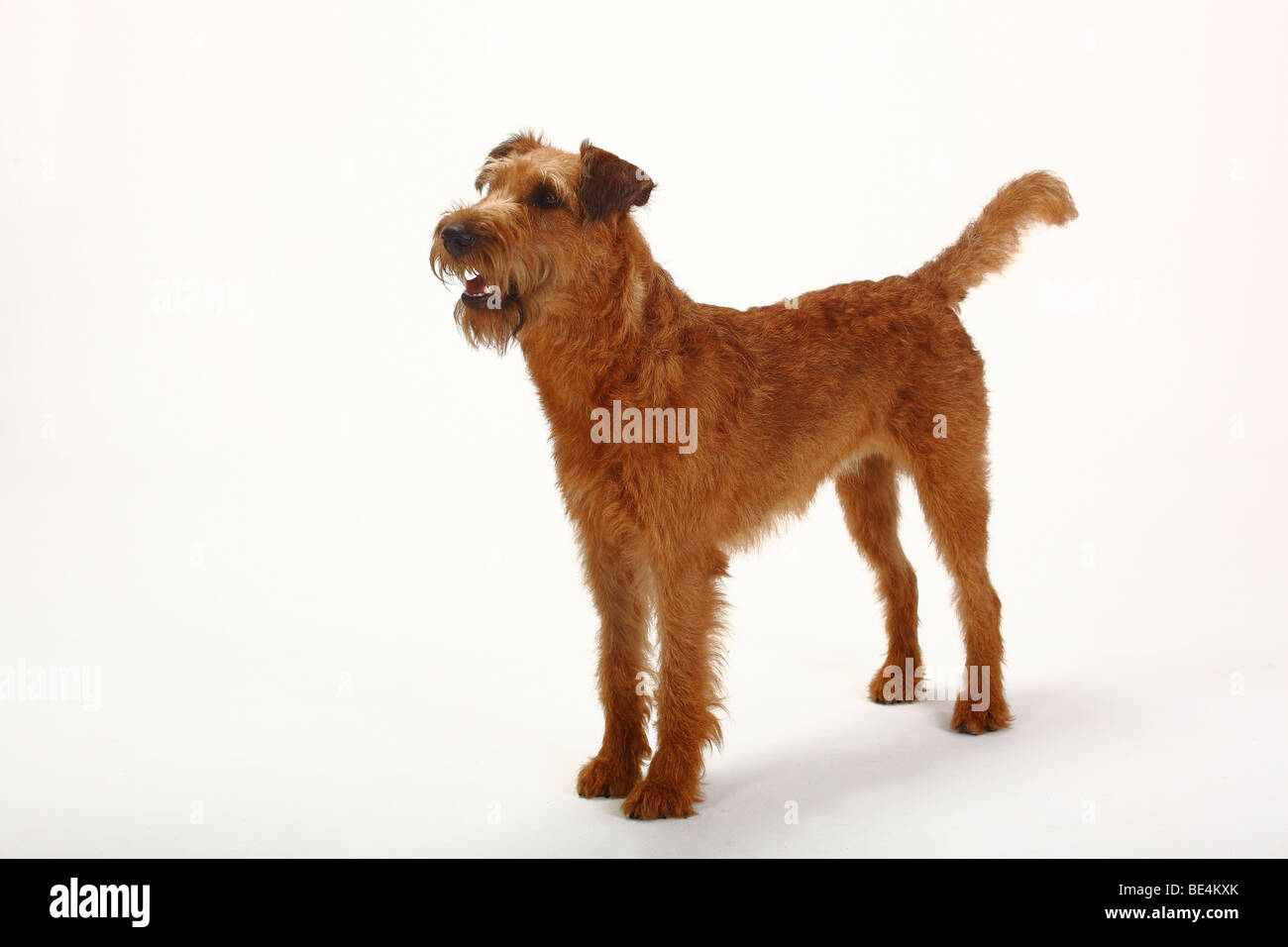 Irish Terrier Stockfoto