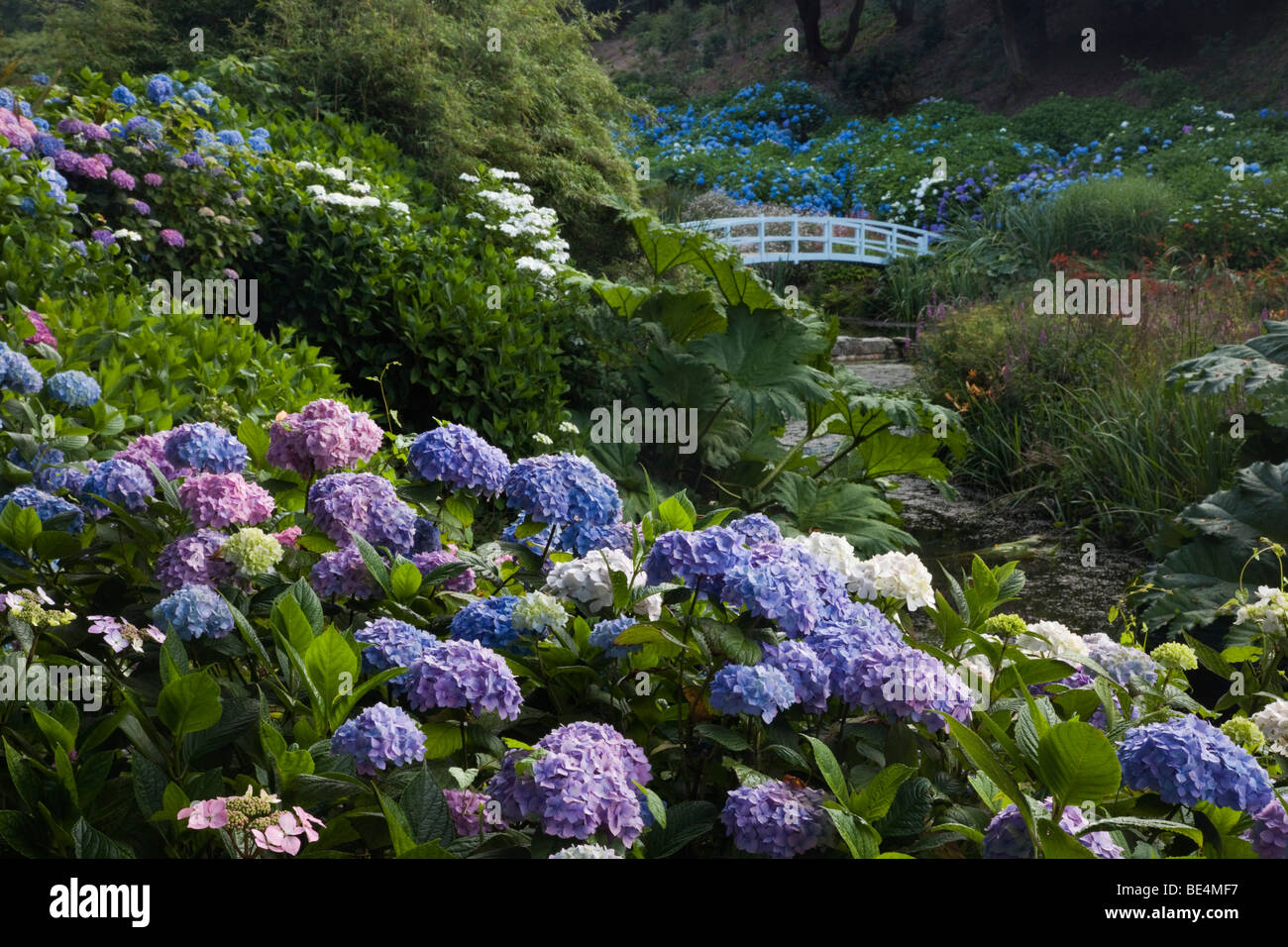 Trebah Garten; Cornwall; Hortensien Stockfoto