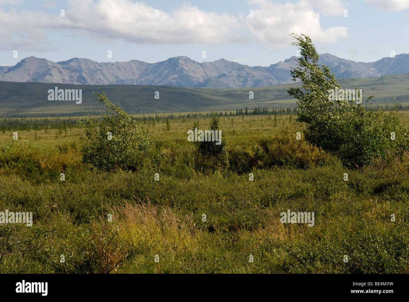 Grasbüschel Tundra mit Sträuchern und die Alaska Range, Healy Alaska von Stampede Trail Stockfoto