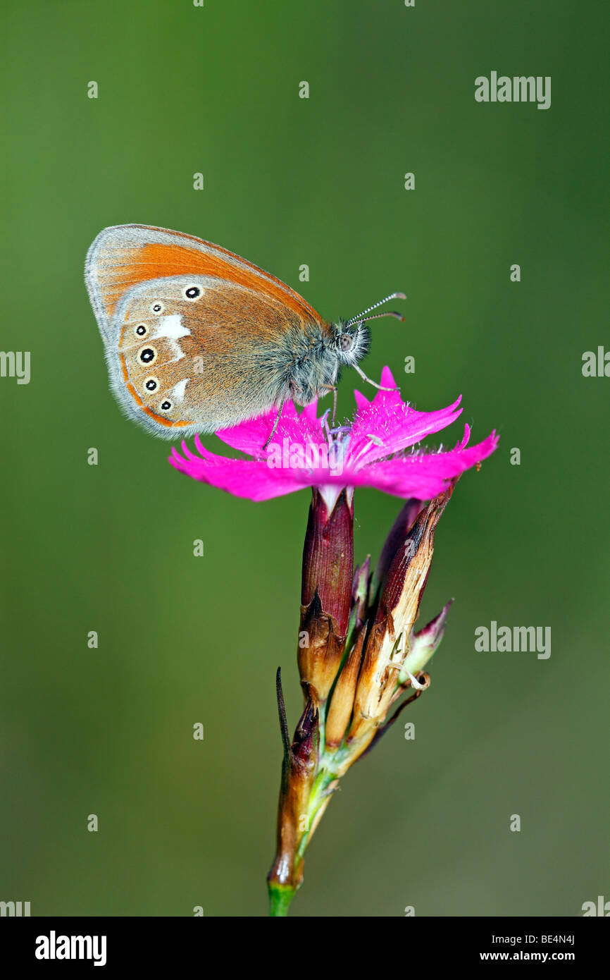 Kastanie Heide Schmetterling (Coenonympha Glycerion) auf eine Blüte rosa Kartäuser (Dianthus Carthusianorum) Stockfoto