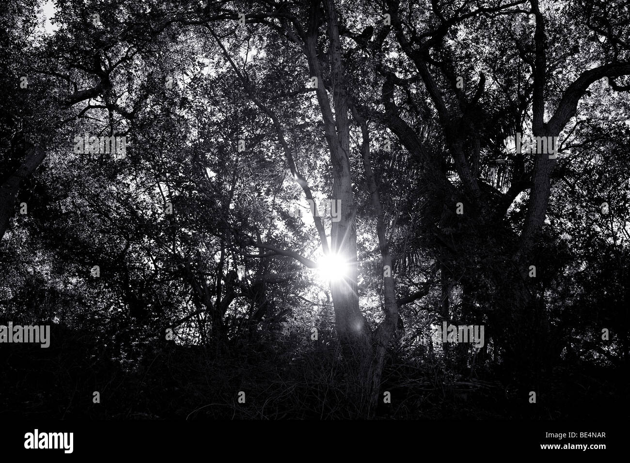 Die Sonne platzen durch Bäume Silhouette gegen den Himmel in "Pasadena," California. " Stockfoto