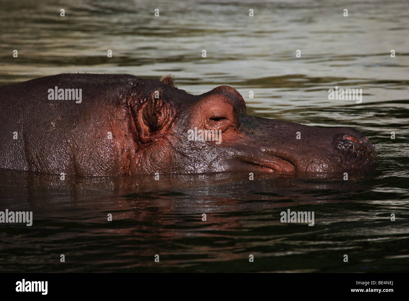 Nahaufnahme von einem Nilpferd im Wasser auf einen entspannten Nachmittag Stockfoto