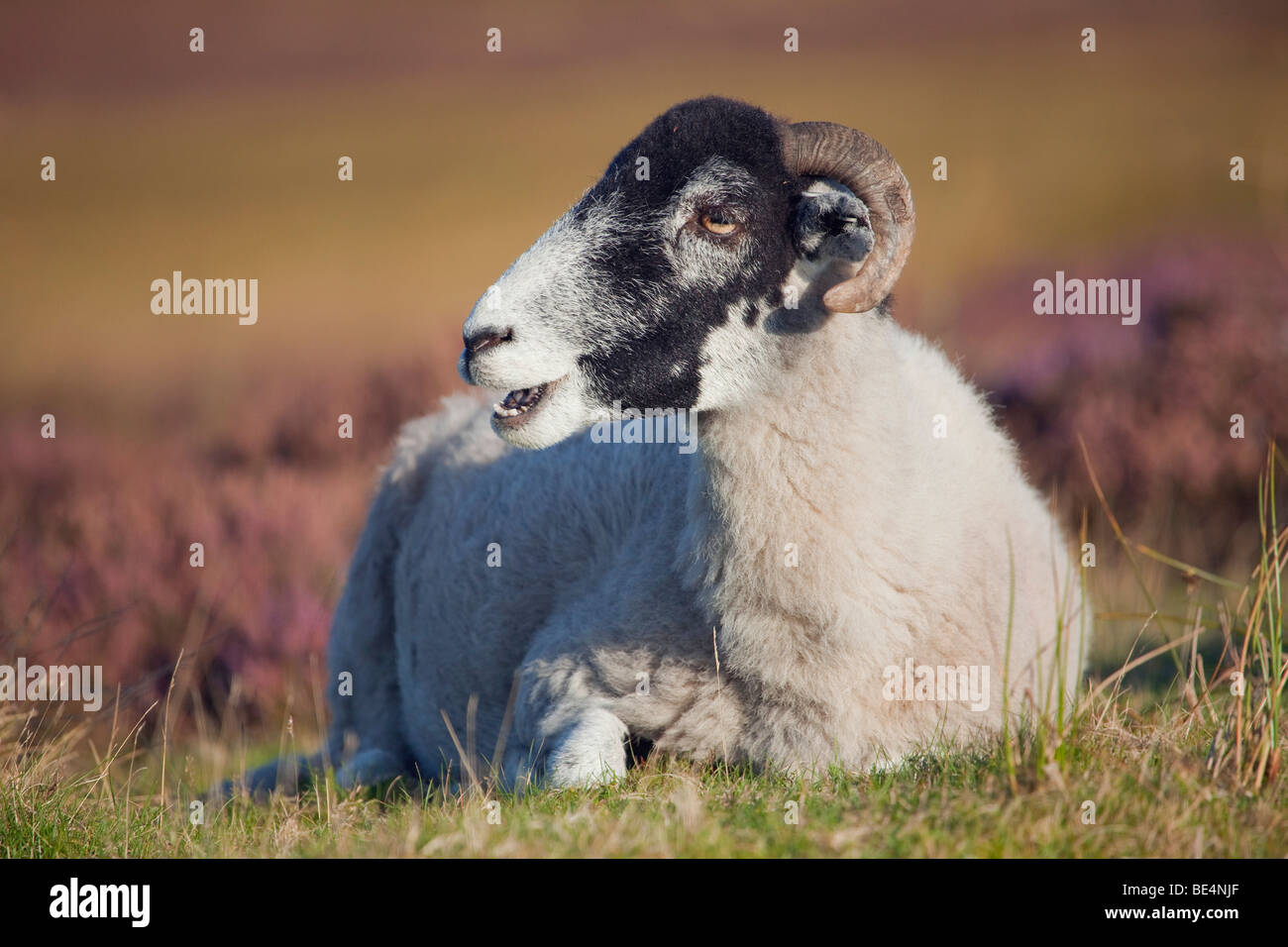 Ein Schaf, das Essen in der Nähe von Heide in den North York Moors National Park, North Yorkshire, England, Vereinigtes Königreich Stockfoto