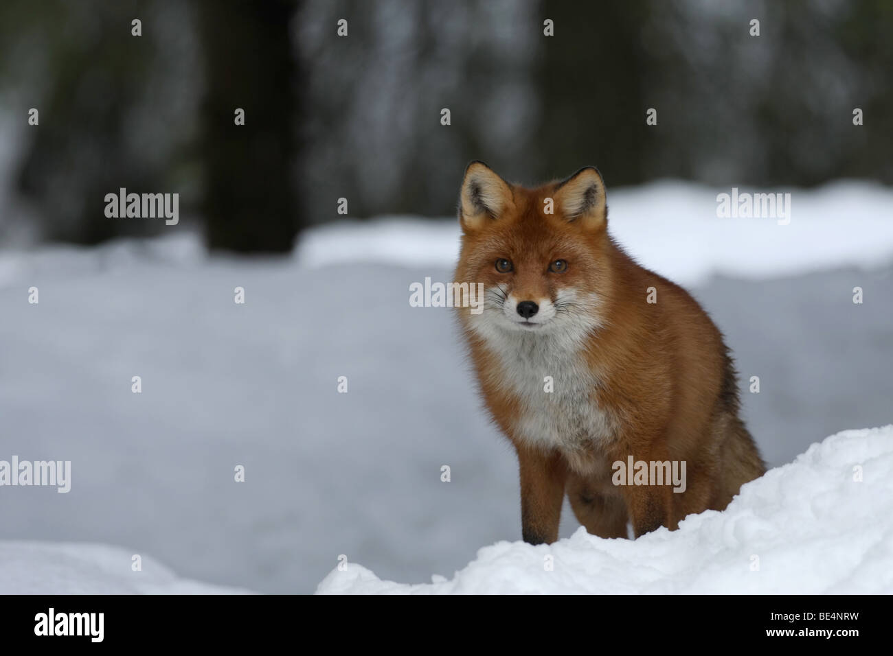 Eine Rotfuchs Jagd im Schnee Stockfoto