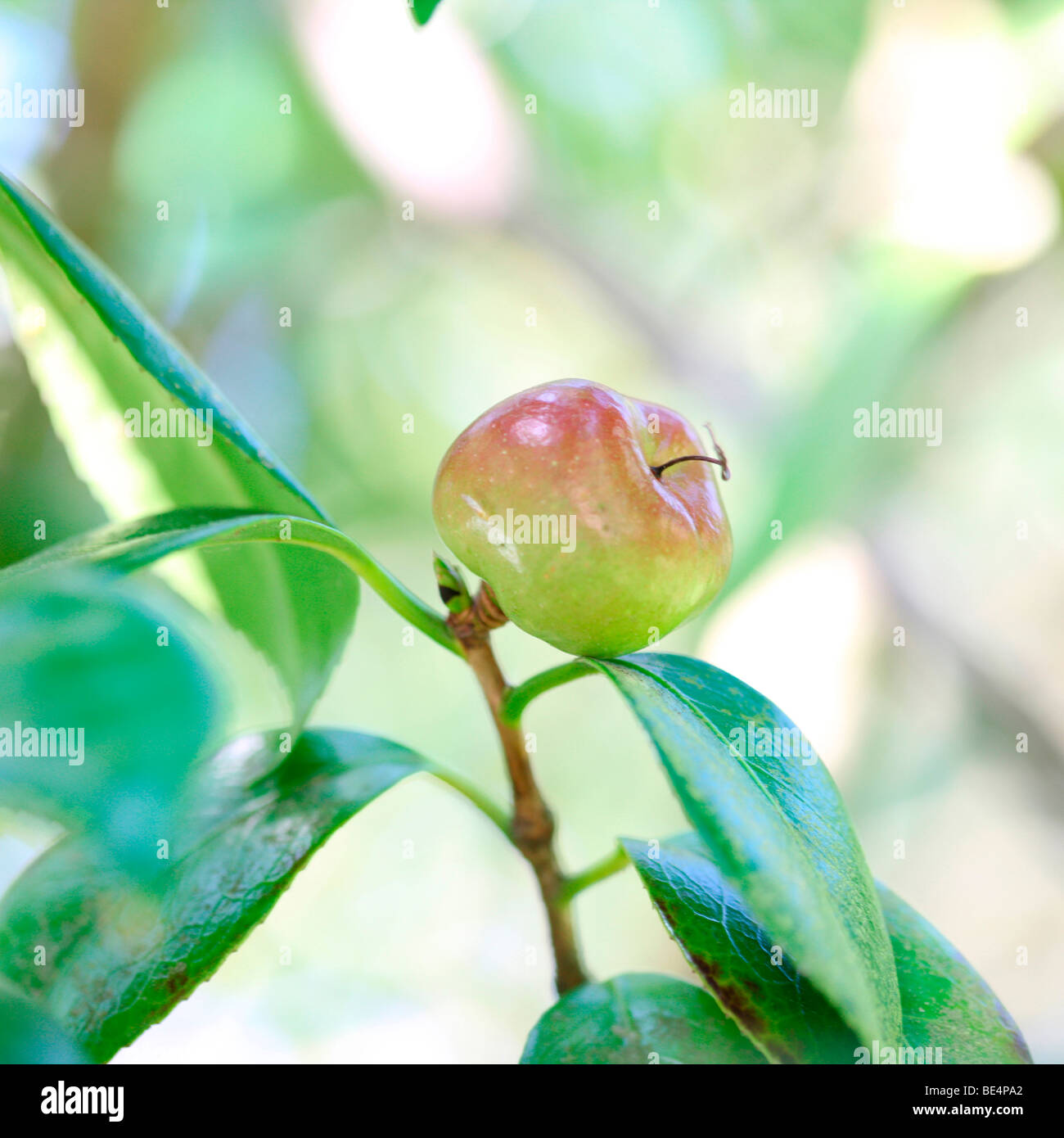 Camellia Japonica Frucht Sommer bis Herbst Jahreszeit ändern - Fine Art Fotografie Jane Ann Butler Fotografie JABP600 Stockfoto