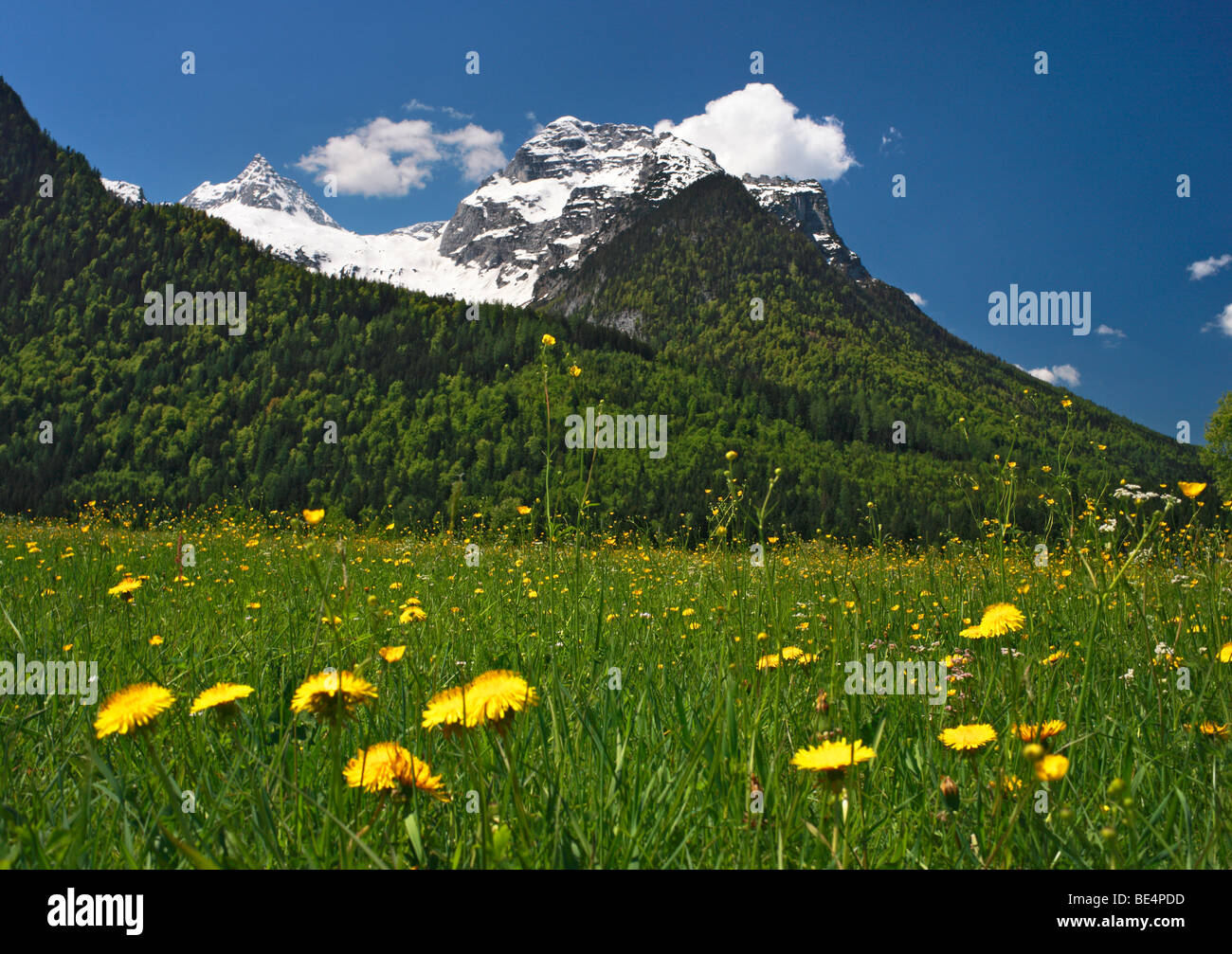 Loferer Steinberge massiv, Löwenzahn Wiese, Salzburger Land, Österreich, Europa Stockfoto