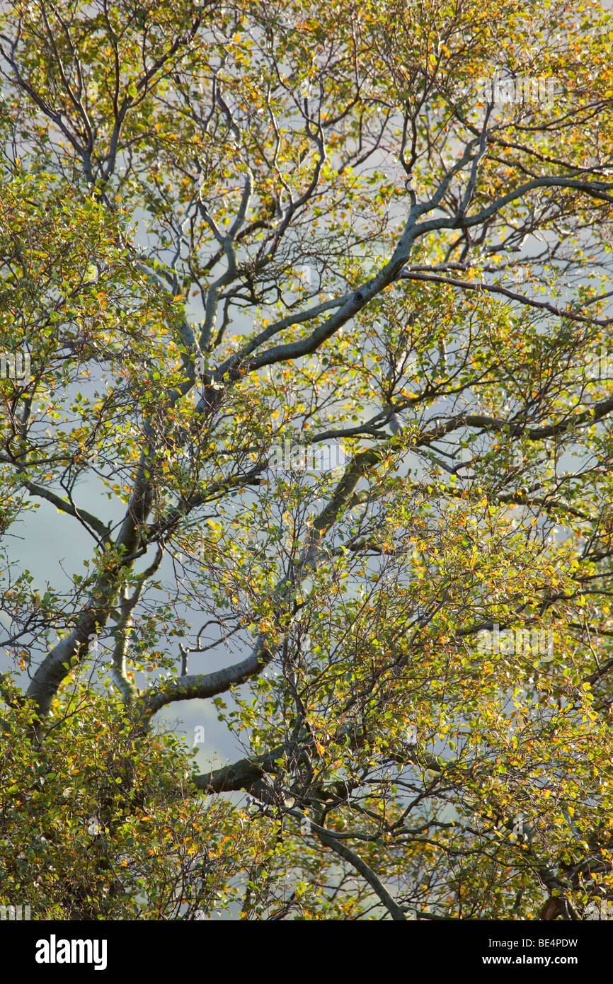 Eine Birke (Betula Pendel) Baum über Rosedale in den North York Moors National Park, North Yorkshire, England, Vereinigtes König Stockfoto