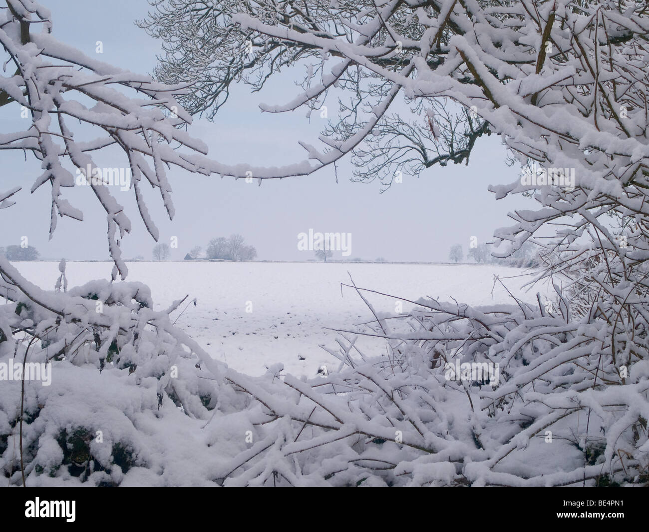 Verschneite Hecke & Feld Stockfoto