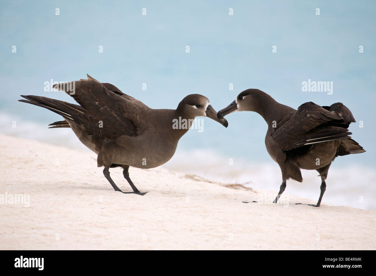 Schwarzfuß-Albatross-Tanzpaare am Strand des Midway Atolls im Pazifischen Ozean (Phoebastria nigripes) Stockfoto