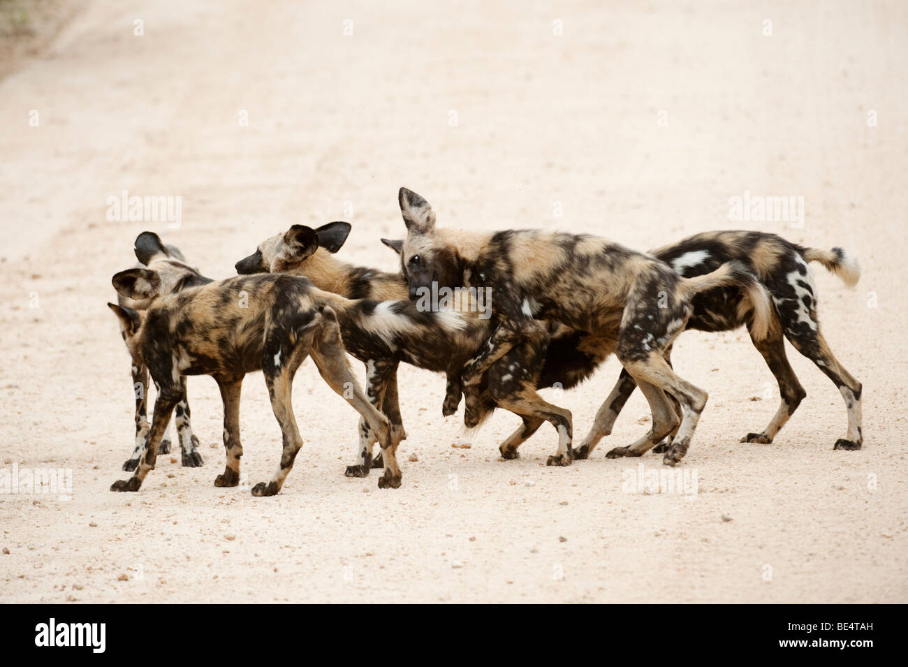 Wilde Hunde spielen (LYKAON Pictus), Krüger Nationalpark, Südafrika Stockfoto