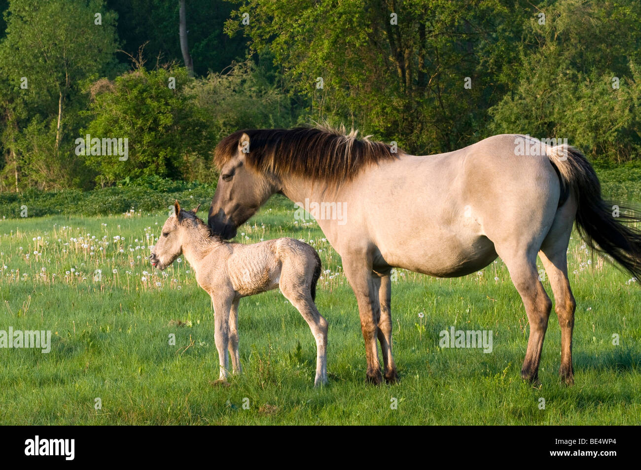 Konik-Pferd, Stute und Fohlen, Pielach in der Nähe von Loosdorf, Upper Austria, Europe Stockfoto