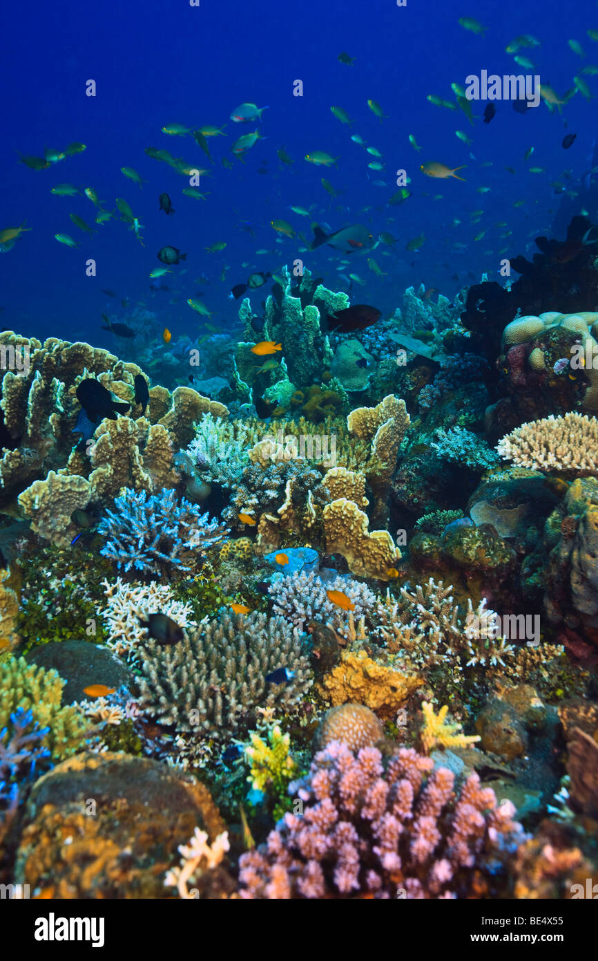 Coral reef Stockfoto