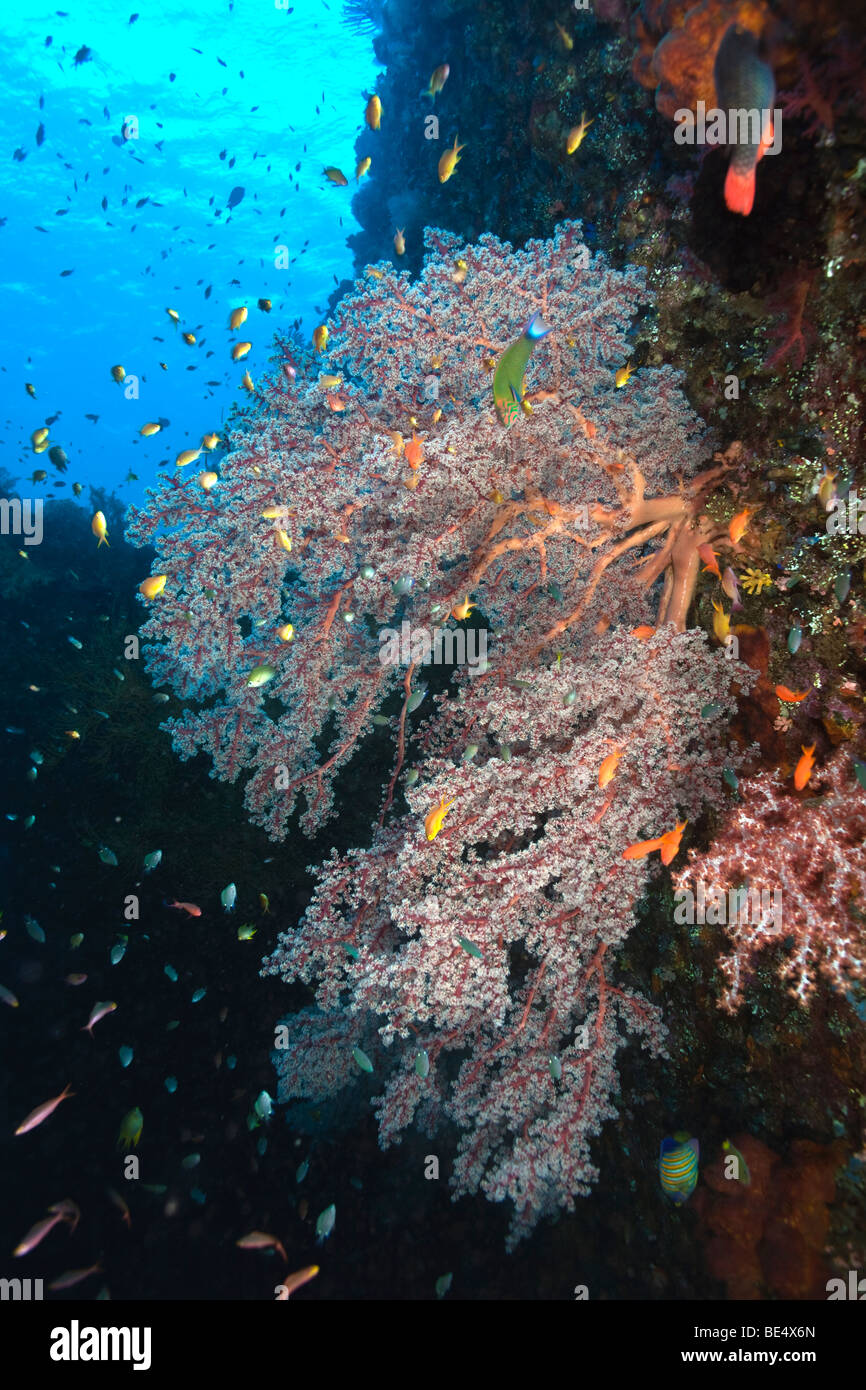 Meerestiere, Korallenriff Stockfoto