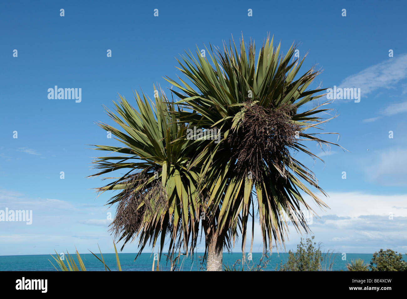 Native New Zealand Kohl Baum (Cordyline Australis) Timaru, Neuseeland Südinsel Stockfoto