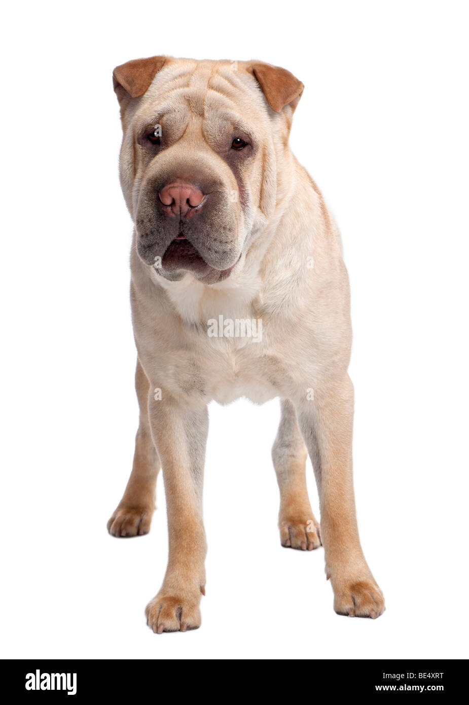 Beige Sharpei Hund, 2 Jahre alt, steht man vor einem weißen Hintergrund, Studio gedreht Stockfoto