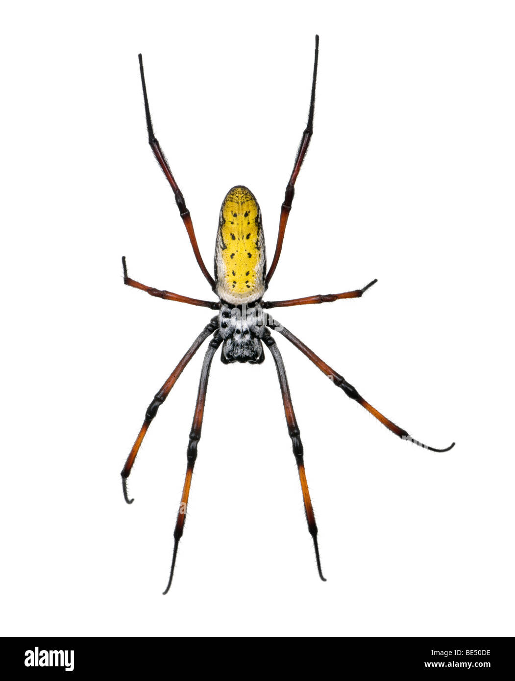 Golden Orb-Web-Spider, Nephila Inaurata Madagascariensis, vor weißem Hintergrund Studio gedreht Stockfoto