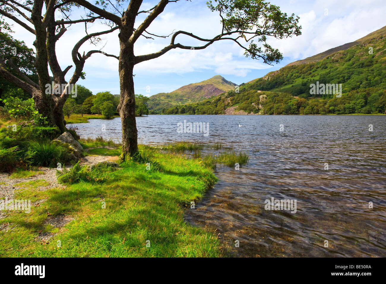 Llyn Gwynant einen kleinen See in der Nähe von Beddgelert in Snowdonia Wales in Richtung Yr Aran Berg. Stockfoto
