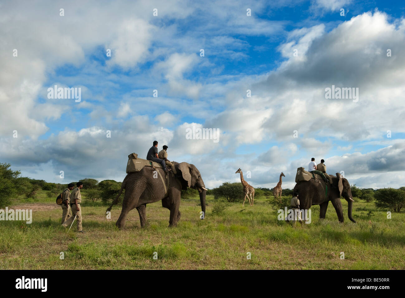 Elephant Back Safari mit Giraffe, Kapama Game Reserve, Greater Kruger National Park, Südafrika Stockfoto
