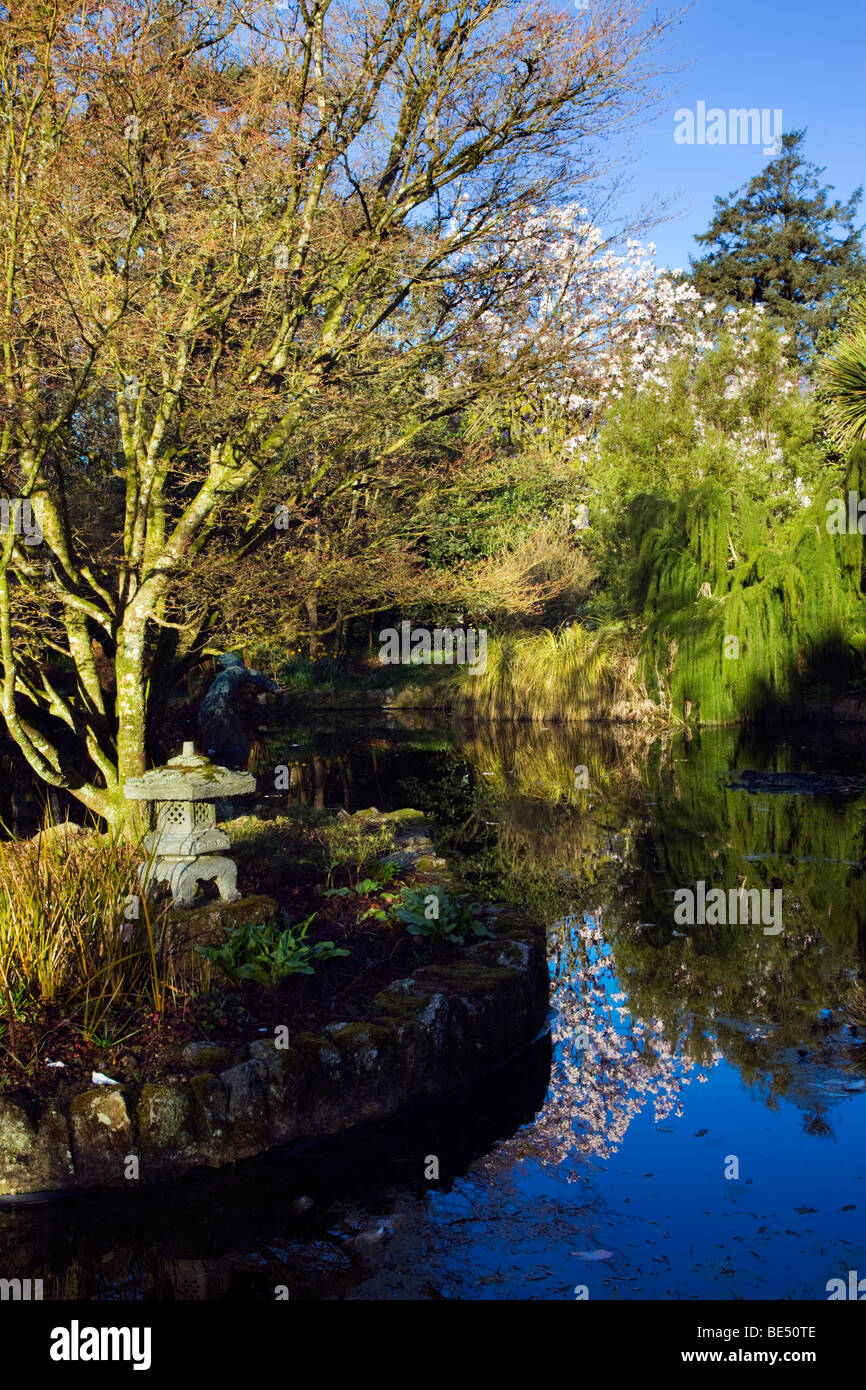 Trewidden Garten; Cornwall; Frühling Stockfoto
