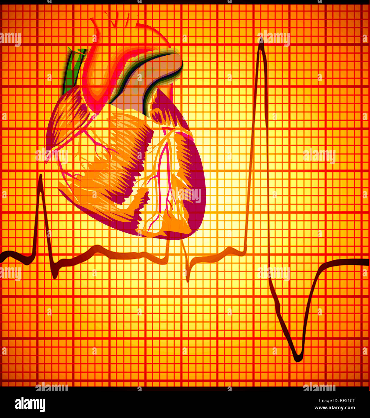 Vektor-Illustration des menschlichen Herzens Compositing auf EKG-Ausdruck Stockfoto