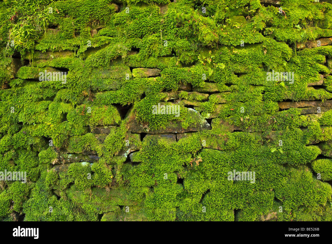 Moos bedeckt Trockenmauer in Goyt Tal in der Nähe von Buxton, Peak District, UK. Stockfoto
