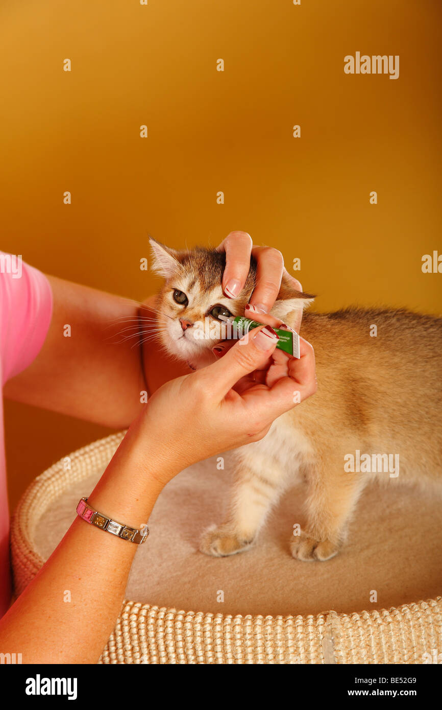 British Kurzhaarkatze, Kätzchen, Golden-ticked-Tabby / geben ophthalmologischen Salbe Stockfoto