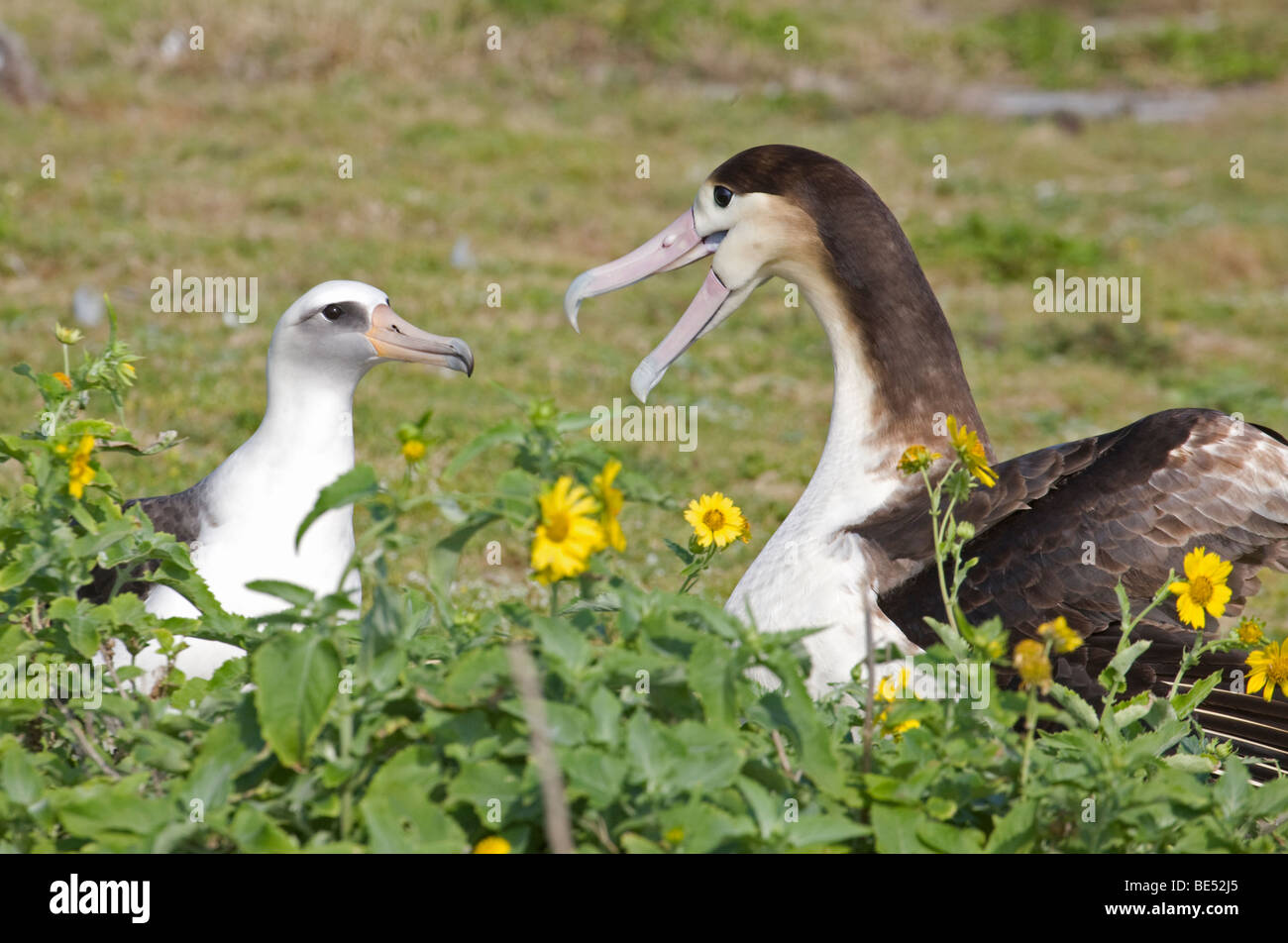 Eingeflügelter, junger Albatross, der den kleineren Laysan Albatross umwirbt, ohne dass andere Vögel seiner eigenen Spezies auf dem Midway-Atoll vorkommen Stockfoto