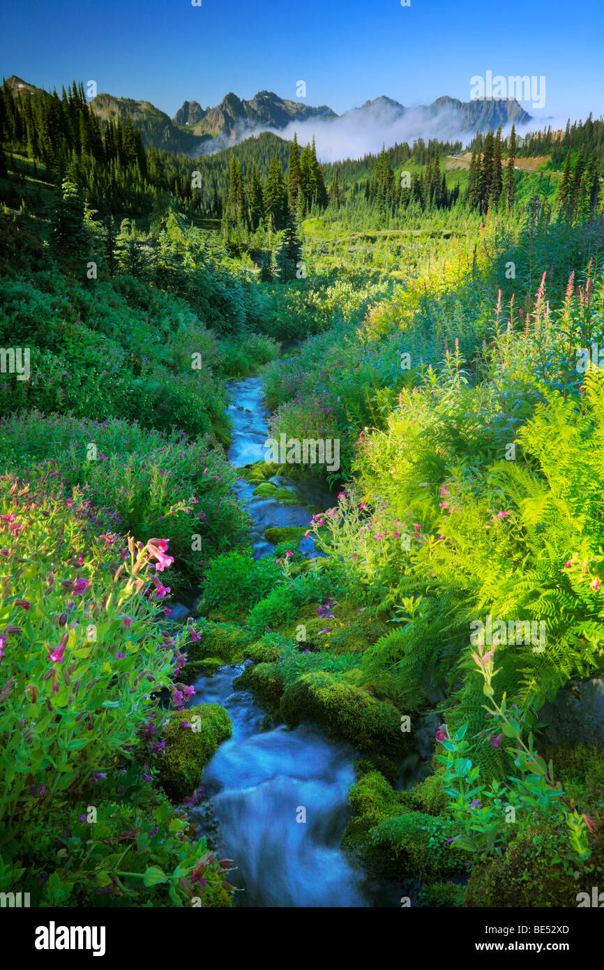 Paradise Creek in Mount Rainier Nationalpark Stockfoto