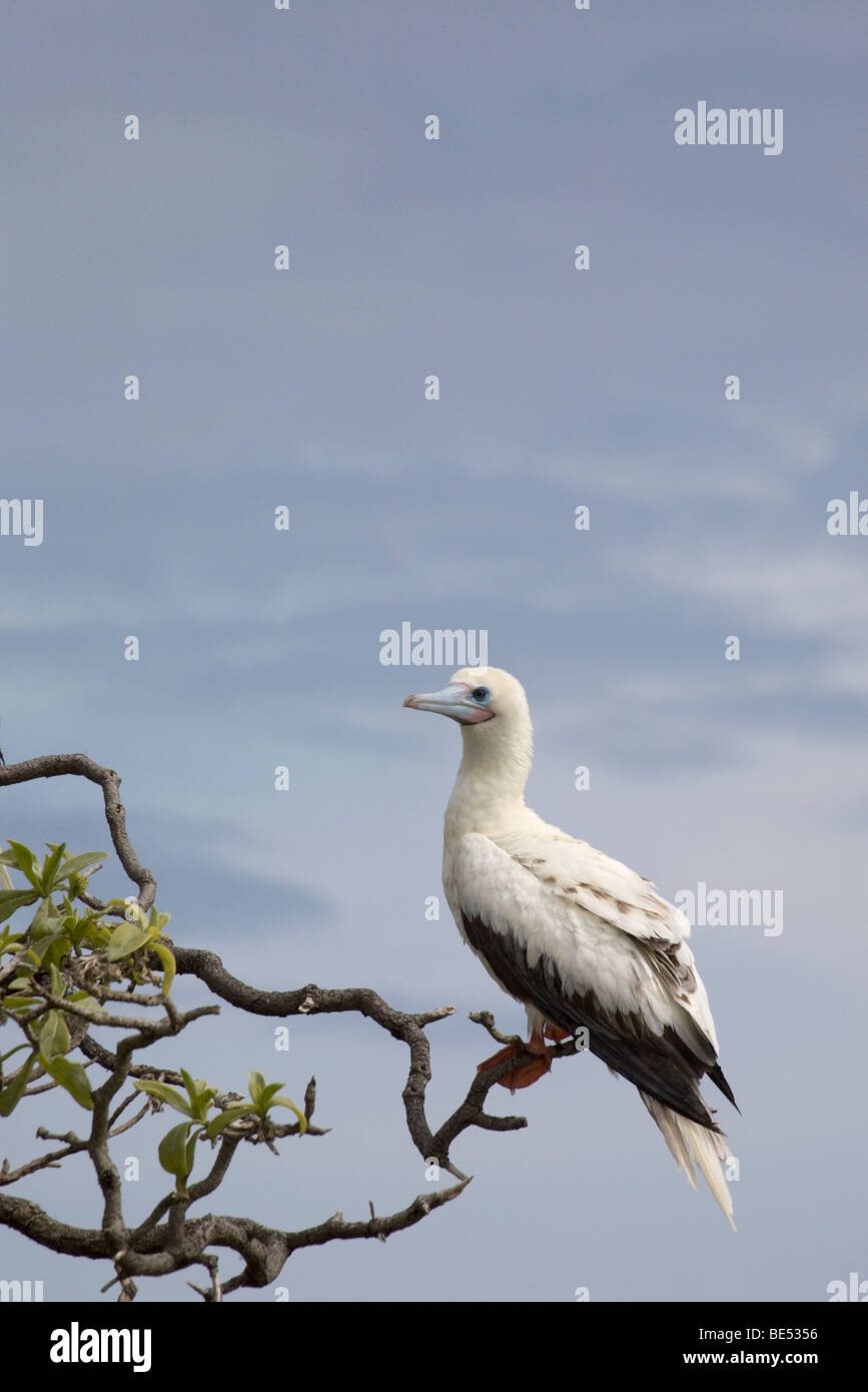 Red-footed Booby (Sula sula Rubripes), weiße Farbvariante auf Midway Atoll Stockfoto