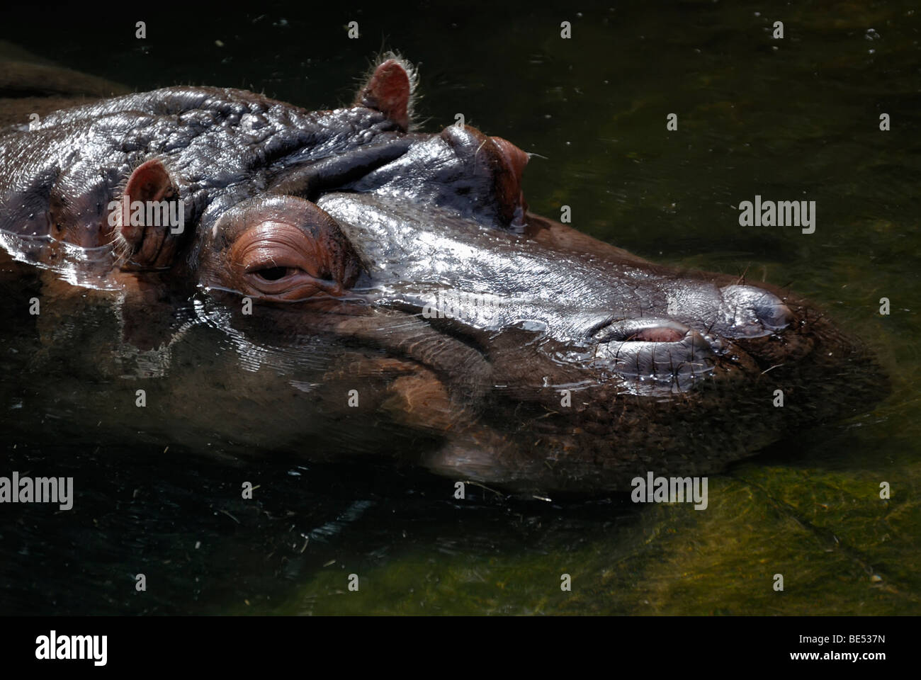 Flusspferd (Hippopotamus Amphibius), portrait Stockfoto