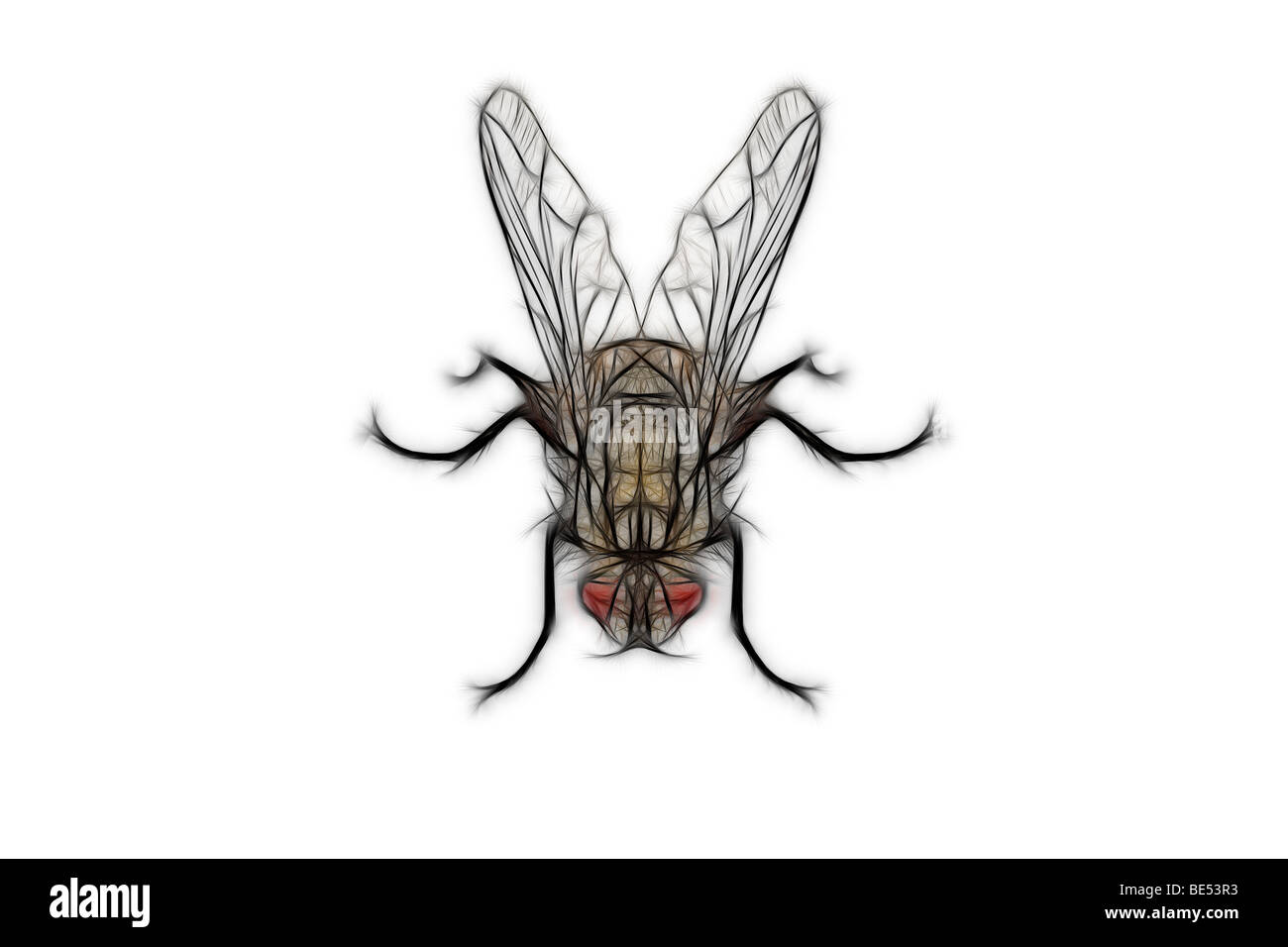 Eine Digital illustrierte Fliege auf einem weißen Hintergrund. Dessin Assisté Par Ordinateur d ' une Mouche Sur fond Blanc. Stockfoto