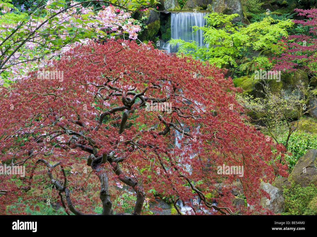 Wasserfälle und Kirschblüten mit japanischen Ahorn frühes Wachstum. Japanische Gärten von Portland, Oregon. Stockfoto
