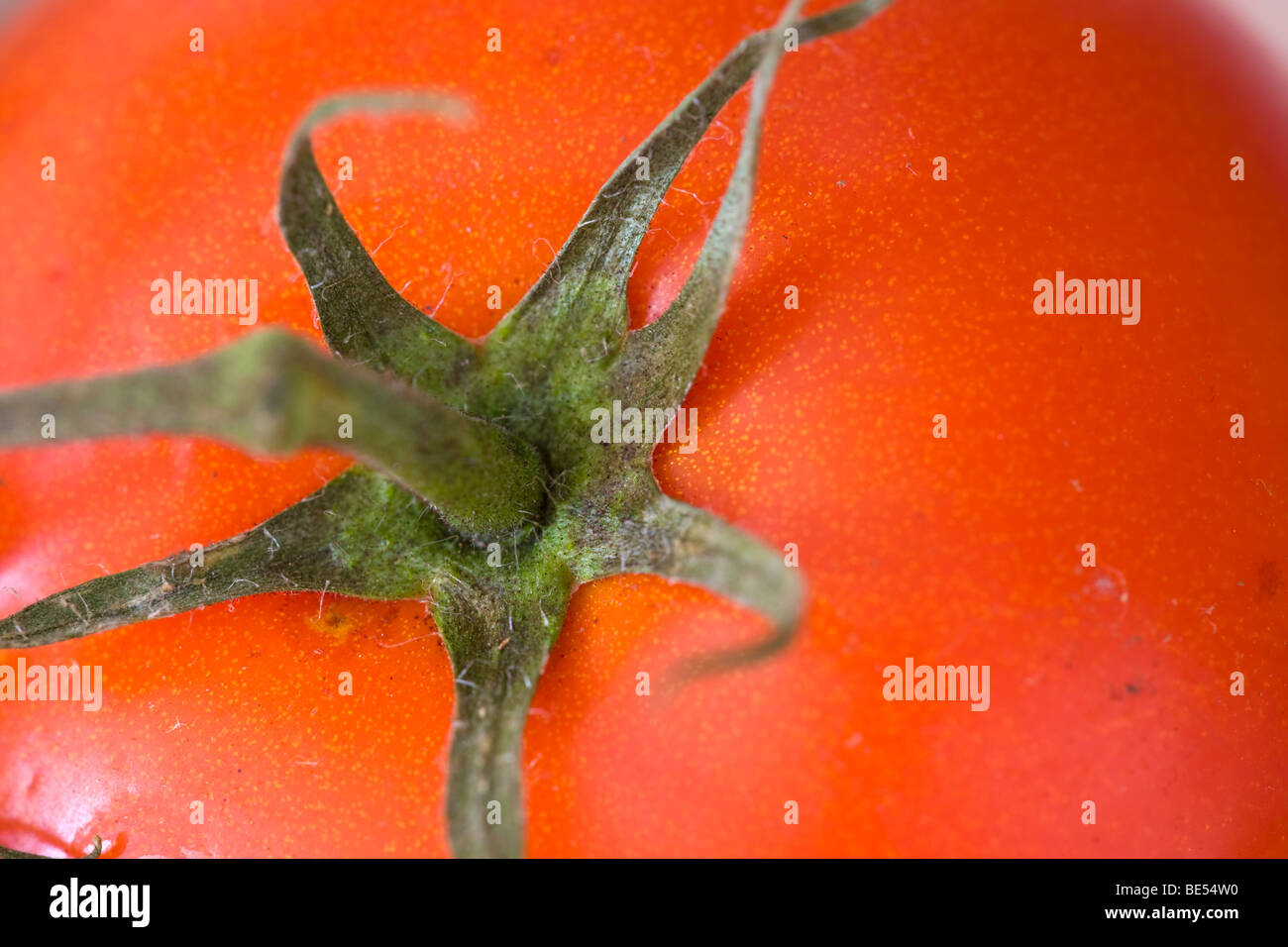 Tomate mit Kelch Stockfoto