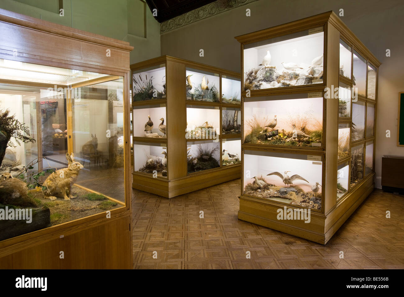 Großbritannien, England, Yorkshire, Keighley Cliffe Castle Museum, Musikzimmer, Natural History-Anzeige der ausgestopfte Tiere und Vögel in Fällen Stockfoto