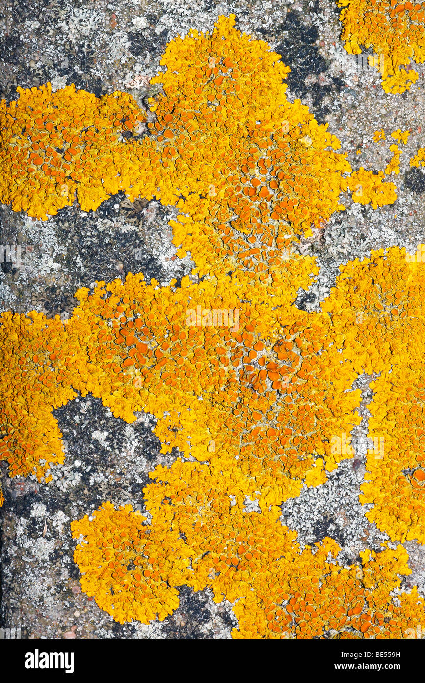 Gemeinsamen Orange Flechten, gelbe Flechten, Maritime Sunburst Lichen (Xanthoria Parietina) auf Stein, foliose Flechten Stockfoto