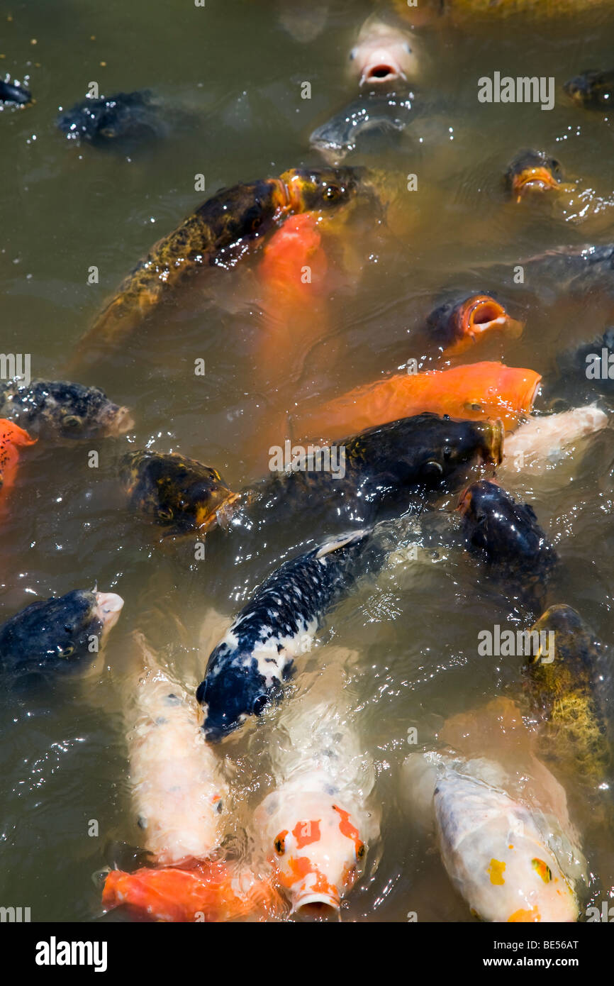 Koi, die lautstark für Lebensmittel, Jardin Japones (die japanischen Gärten), Buenos Aires, Argentinien Stockfoto