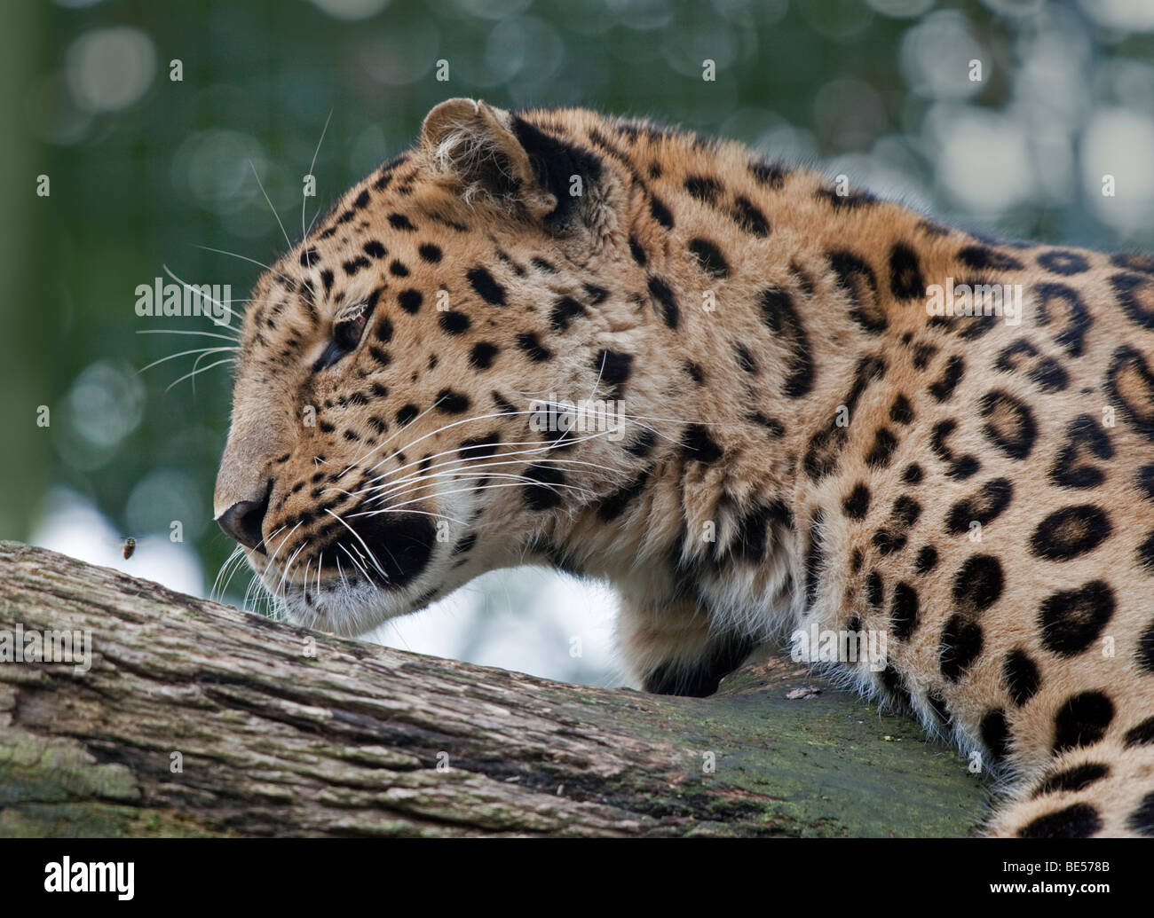 Amur-Leopard (Panthera Pardus Orientalis) und Biene Stockfoto