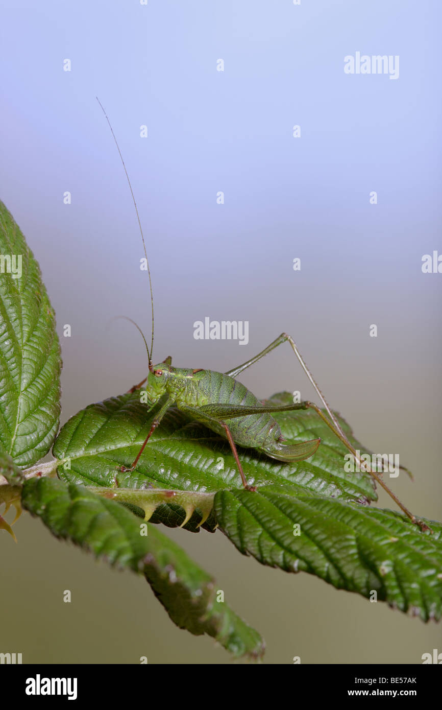 Speckled Bush-Cricket (Leptophyes Punctatissima) Stockfoto