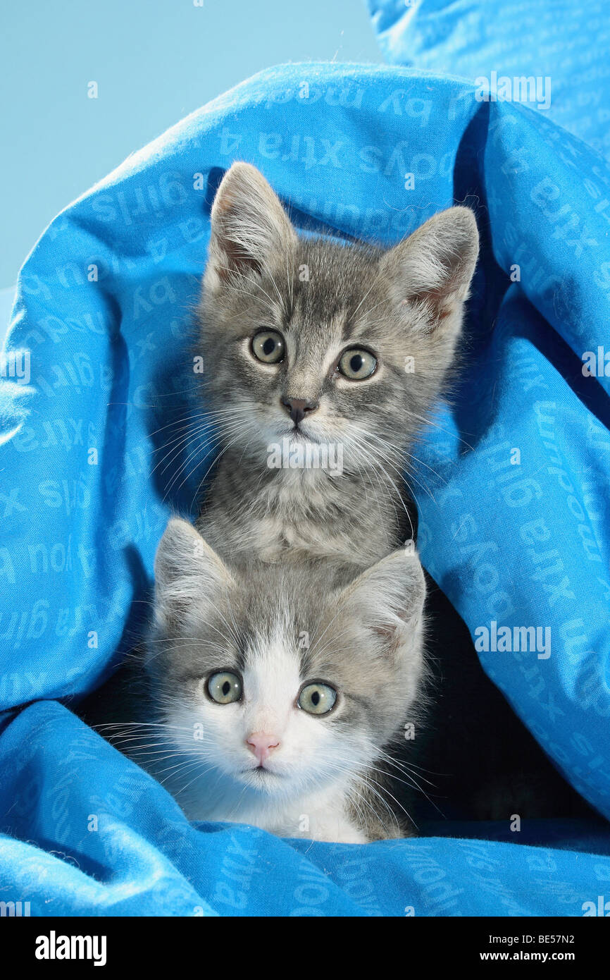 Hauskatze - zwei Kätzchen unter dem Deckmantel Stockfoto