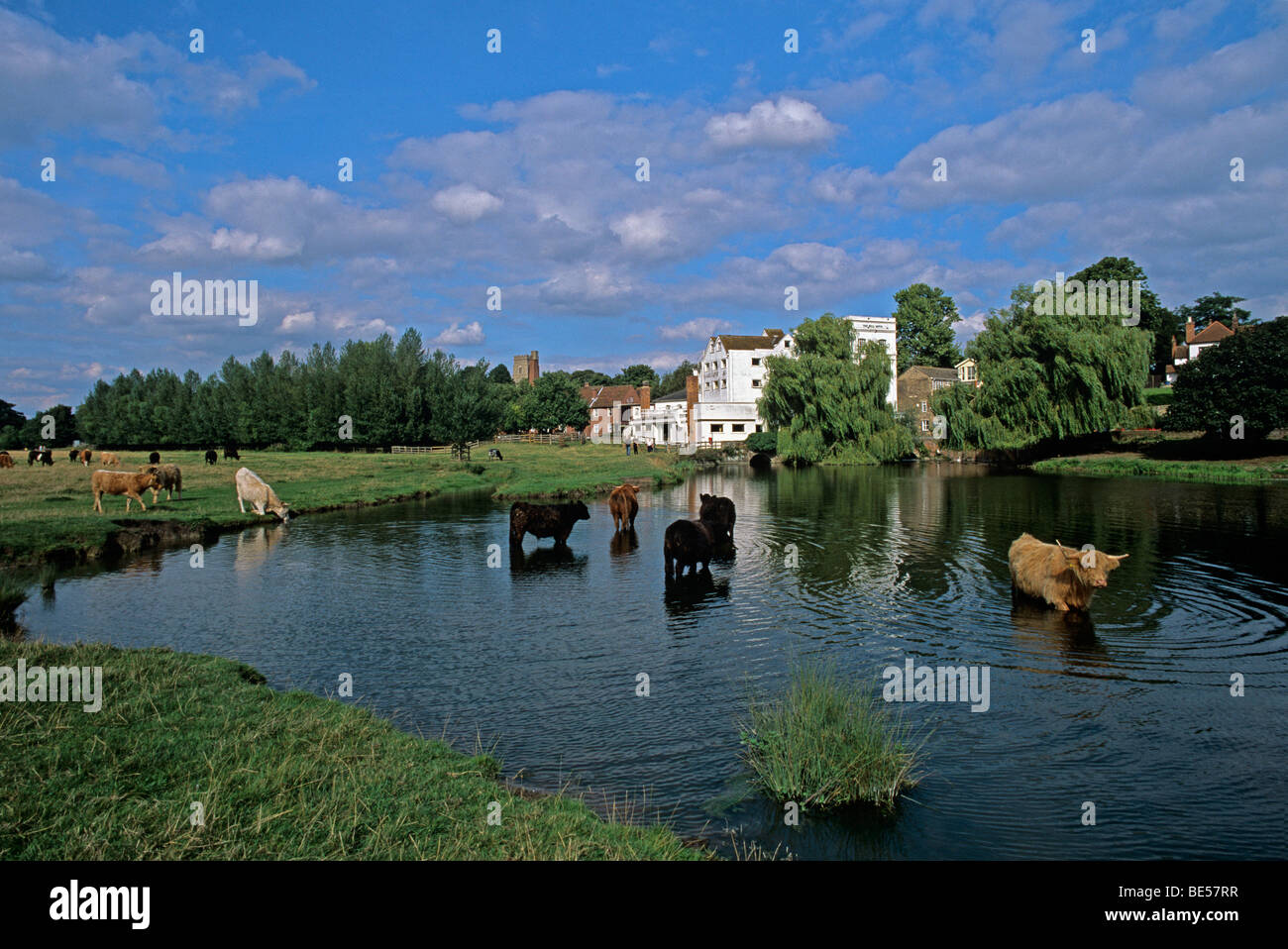 Rinder, die Kühlung im Mill Teich Sudbury Stockfoto