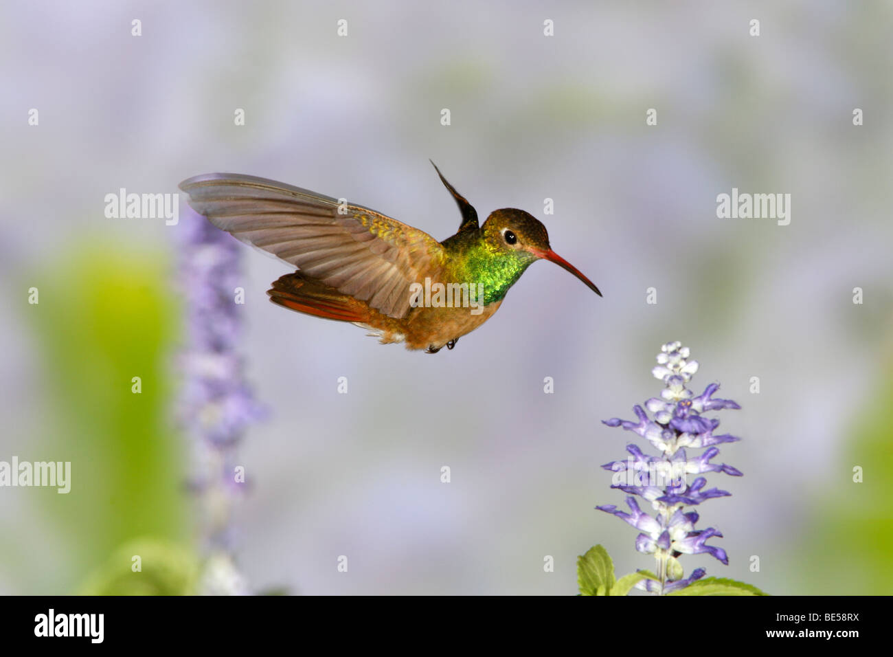Buff-bellied Kolibri Suche nach Nektar von Salvia Blüten Stockfoto