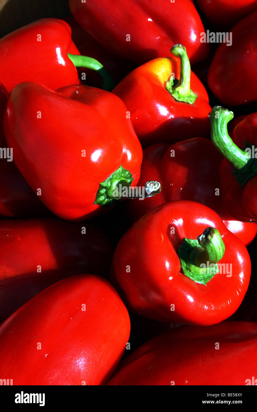 Rote Paprika Capsicum Spp Familie Solanaceae, deren Früchte als Gemüse oder Gewürz verwendet wird Stockfoto