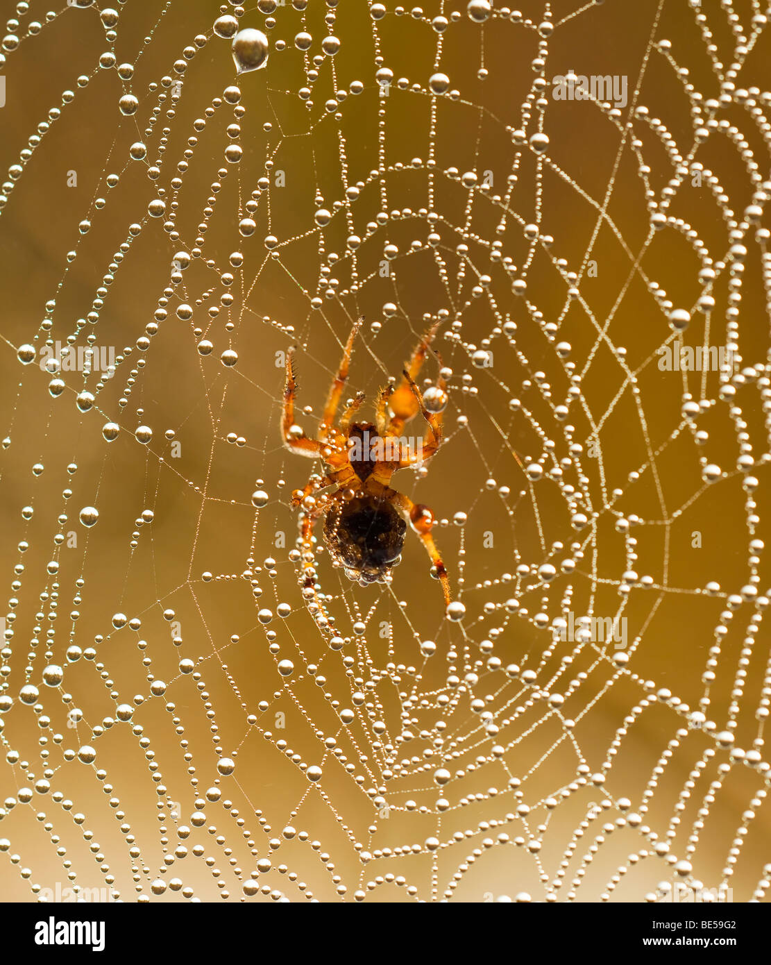 Spinnennetz mit Tautropfen Stockfoto