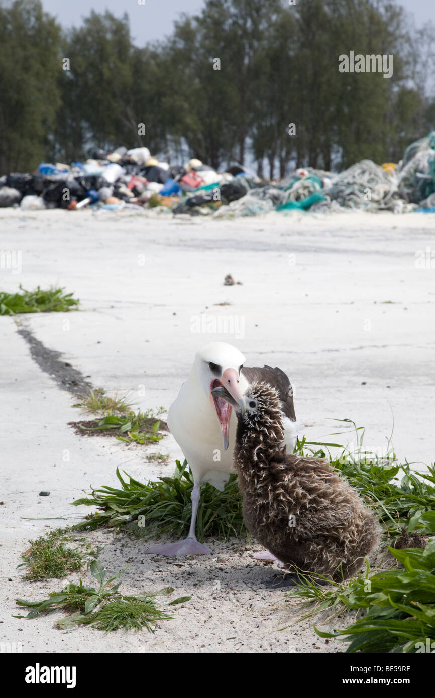 Laysan Albatross Elternteil füttert Küken; ein Haufen Meeresschutt, der von der Küste in der Ferne gesammelt wurde, Midway-Atoll Stockfoto