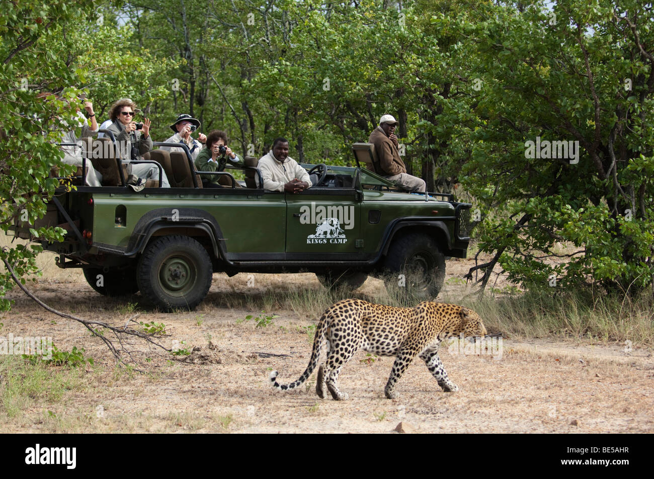 Leopard (Panthera Pardus) und Safari-Fahrzeug, Timbavati Game Reserve, Krüger Nationalpark, Südafrika Stockfoto