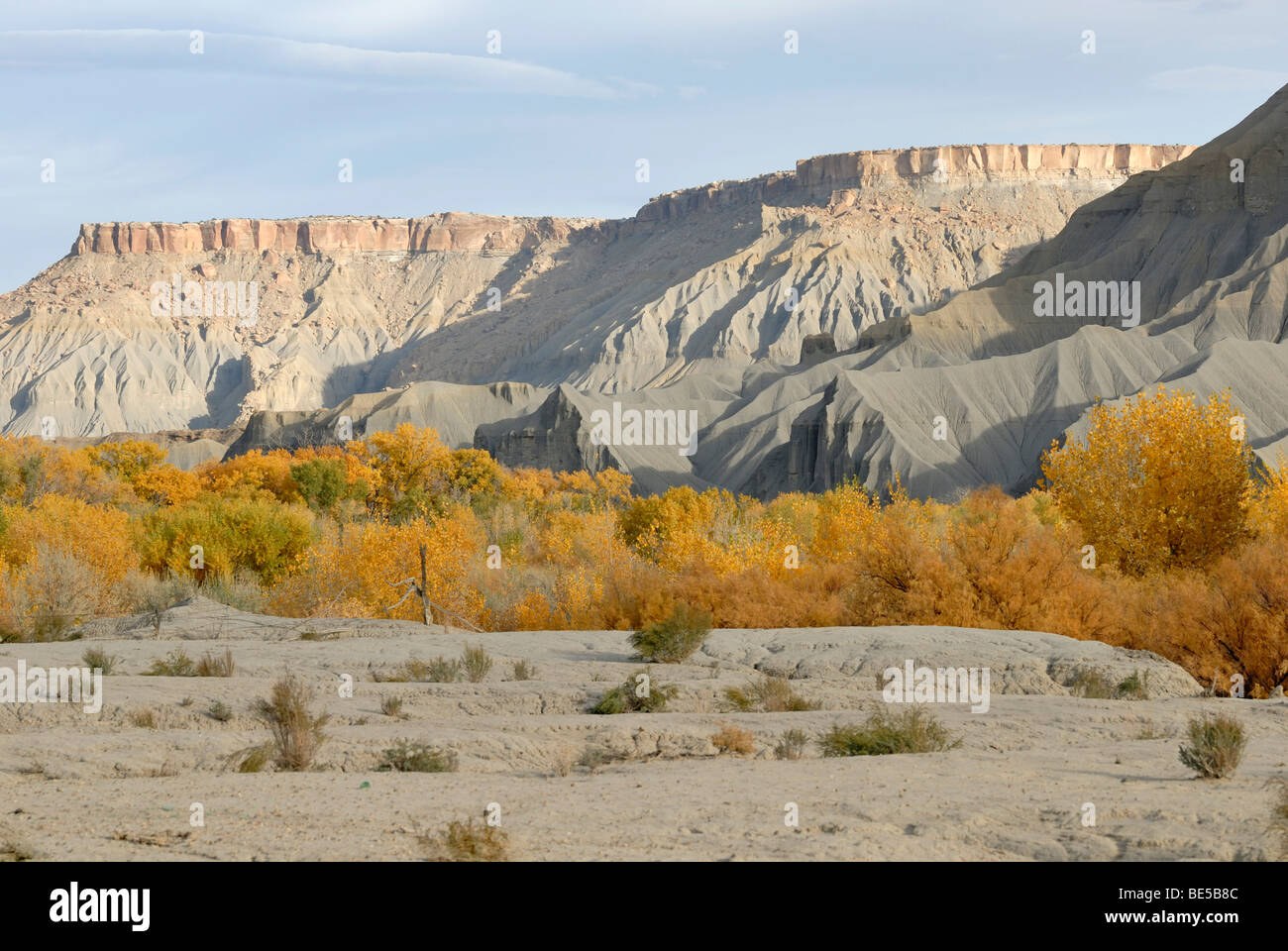 Herbst farbige Bäume auf Sandy Creek und grauen Sandsteinformation, in der Nähe von Caineville auf Highway 24, Utah, USA Stockfoto