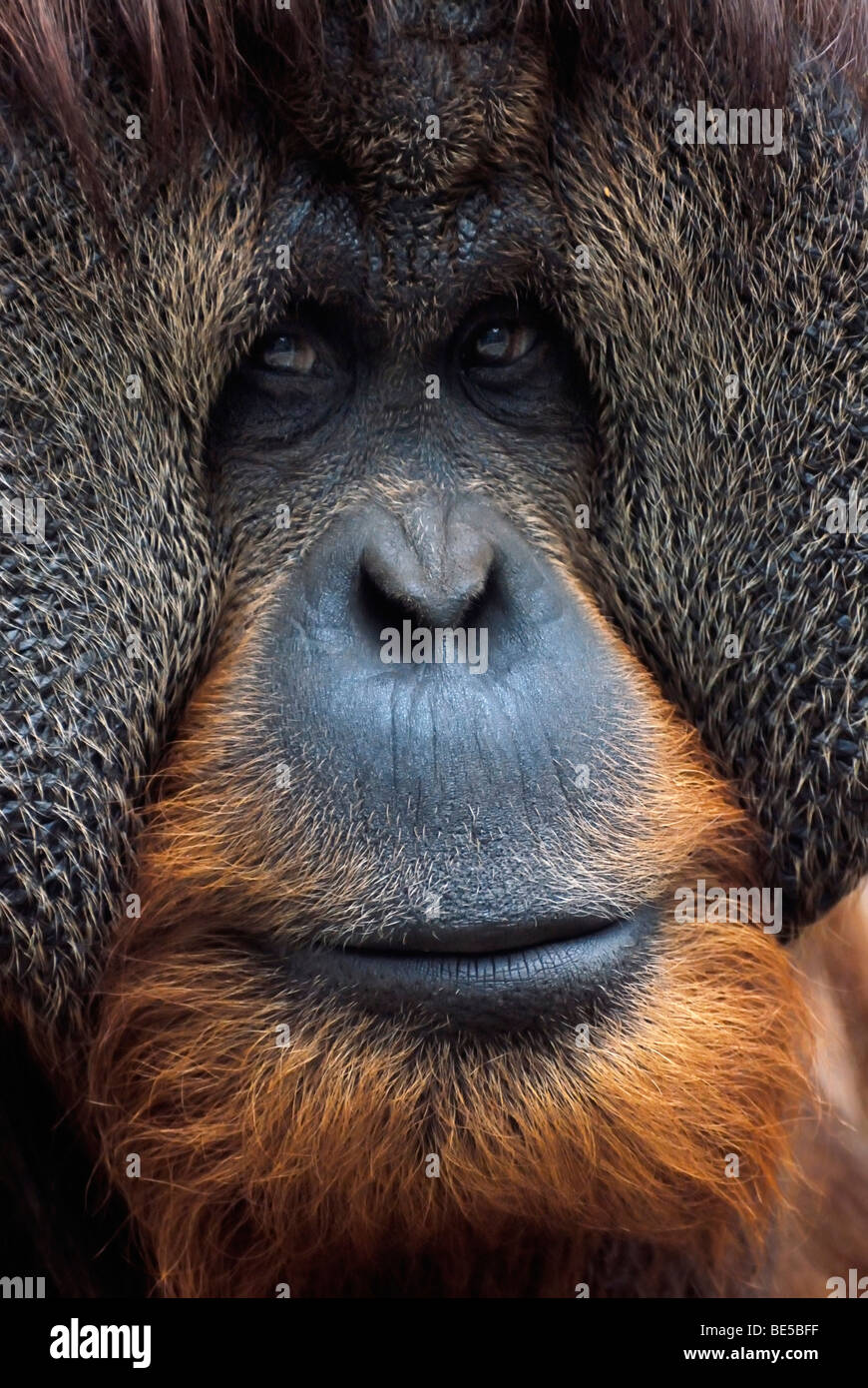 Bornean Orang-Utans (Pongo Pygmaeus), männliche mit prominenten Wange Klappen, Porträt Stockfoto