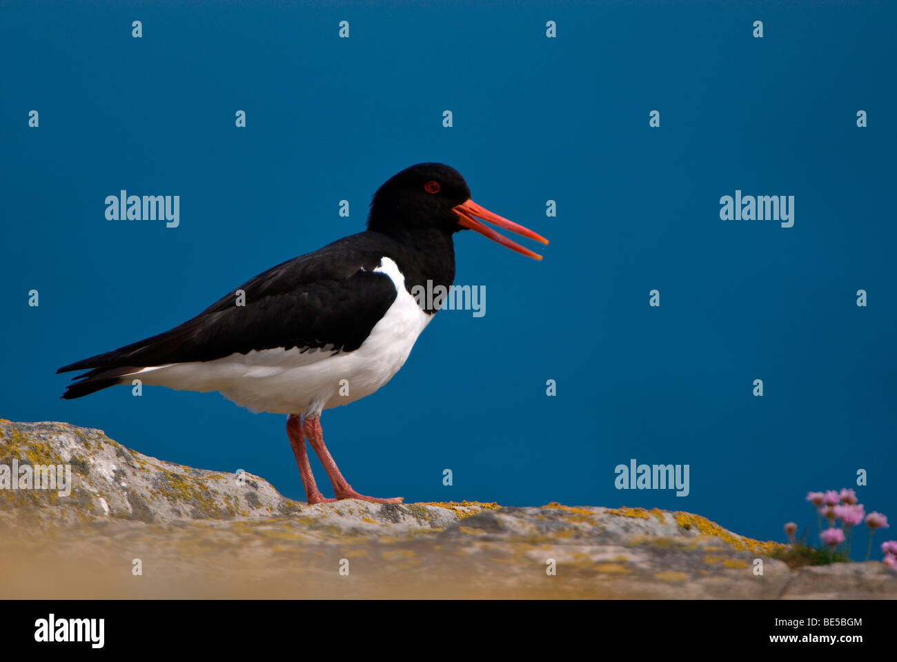 Eurasischen Austernfischer (Haematopus Ostralegus) steht mit seinem Schnabel zu öffnen, Fair Isle, Vereinigtes Königreich, Europa Stockfoto