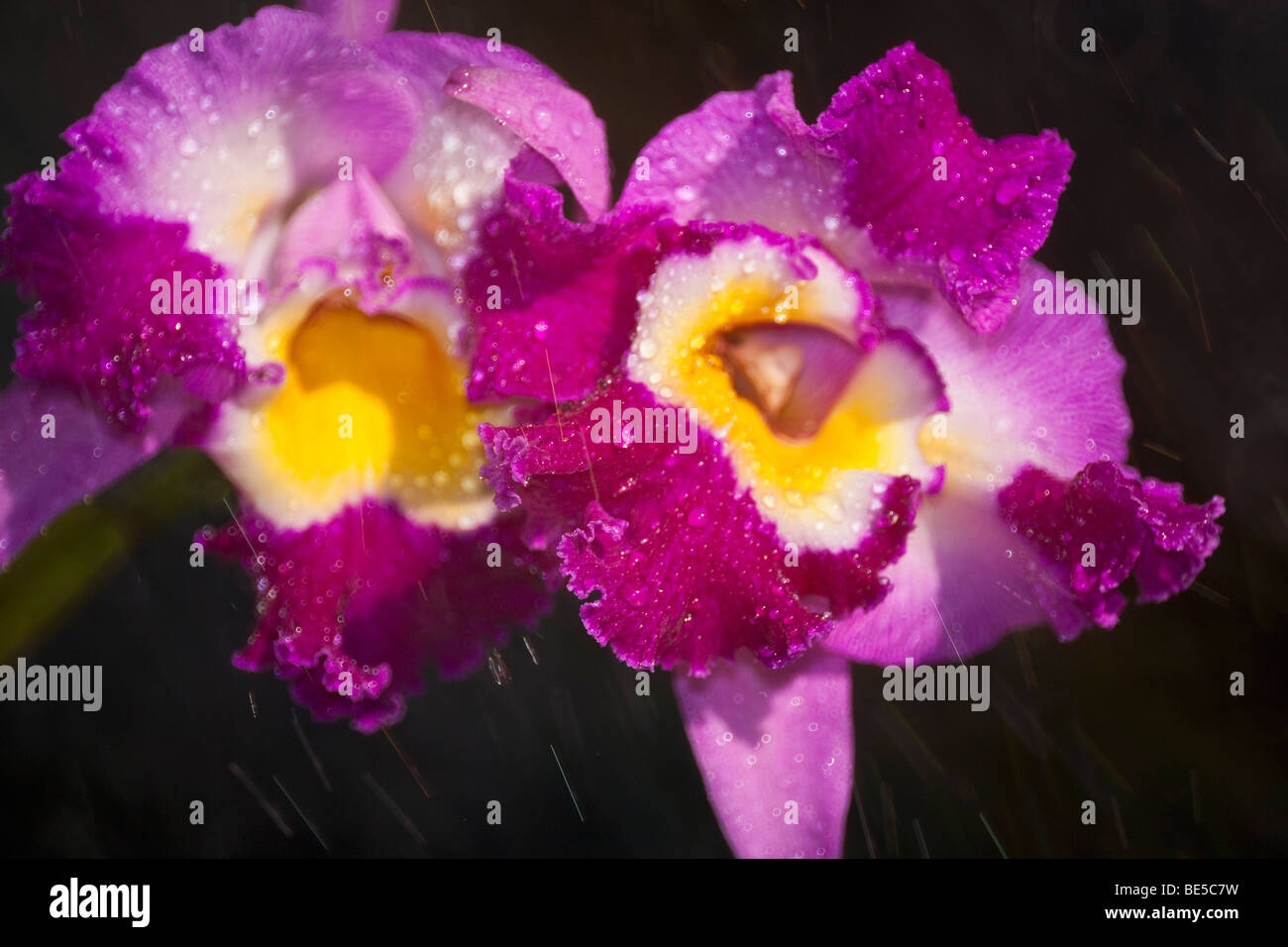 Cattleya Orchideen sind beliebt und einfach zu züchten. Stockfoto